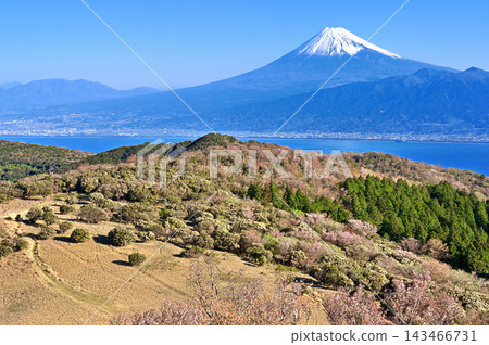 伊豆半島伊豆山脊步道:從金冠山頂眺望富士山和春色斑斕的山脊。 伊豆半島伊豆山脊步道:從金冠山頂眺望富士山和春色斑斕的山脊。 143466731