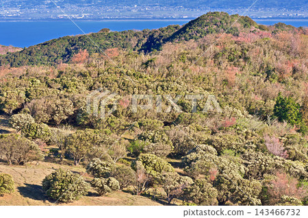 伊豆半島的伊豆山脊步道:從金冠山頂峰出發,山脊上點綴著盛開的日本仙人掌的春日色彩。 伊豆半島的伊豆山脊步道:從金冠山頂峰出發,山脊上點綴著盛開的日本仙人掌的春日色彩。 143466732