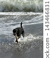 The sea and a Labrador 143466831