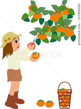 A girl cutting a persimmon with scissors during her persimmon picking experience. A girl cutting a persimmon with scissors during her persimmon picking experience. 143466880