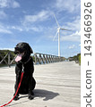 Windmill and Labrador 143466926