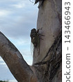 Cicada 143466943