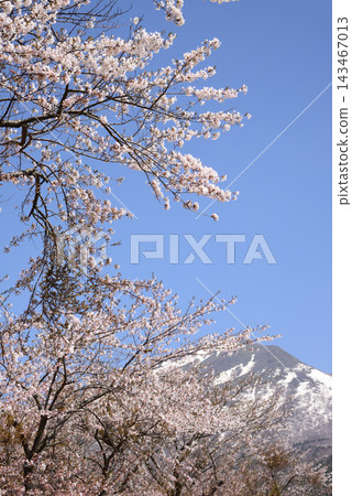 福島縣豬苗代町:春日的天空,盛開的櫻花,以及白雪皚皚的磐梯山(豎幅) 福島縣豬苗代町:春日的天空,盛開的櫻花,以及白雪皚皚的磐梯山(豎幅) 143467013