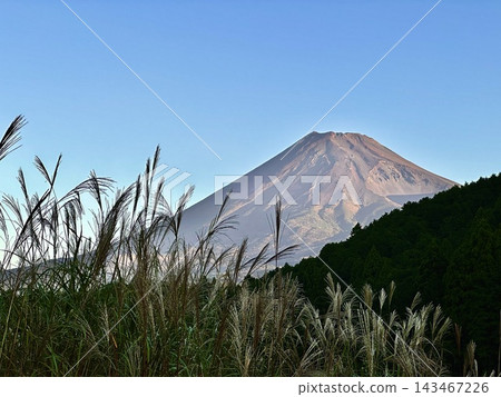 Susuki and Mt. Fuji Susuki and Mt. Fuji 143467226