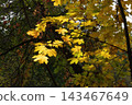 Yellow maple leaves on a tree branch in an autumn forest 143467649