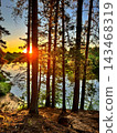 Sunset Glows Through Pines Beside a Forest Lake 143468319