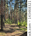 Sunlit Pine Forest Picnic Clearing 143468321