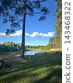 Pine Tree Overlooking a Forest River 143468322