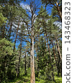 Tall Pine Trees Reach Above a Sunlit Forest 143468323