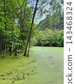 Duckweed Covers a Woodland Pond Beneath Trees 143468324