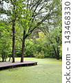 Wooden Boardwalk Beside a Duckweed Covered Pond 143468330