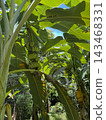 Green bananas hanging on a banana tree in bright daylight 143468331