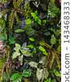 Lush tropical vertical garden wall with varied green leaves 143468333