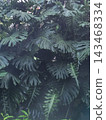 Dense Green Monstera Deliciosa Leaves Growing in a Tropical Garden 143468334