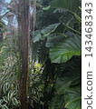 Lush tropical foliage and hanging aerial roots in a greenhouse 143468343