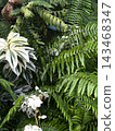 Dense tropical greenery with ferns and variegated white plants 143468347
