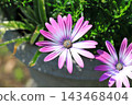 粉白相間的非洲菊 143468404
