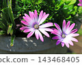 粉白相間的非洲菊 143468405