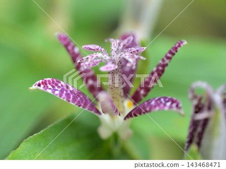 A close-up of the toad lily flower blooming in autumn and its beautiful spotted stigma. A close-up of the toad lily flower blooming in autumn and its beautiful spotted stigma. 143468471