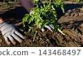 Woman's Hands Planting Tomato Seedlings in a Vegetable Garden 143468497