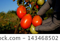 Farmer Checking and Picking a Ripe Tomato from an Organic Plant 143468502