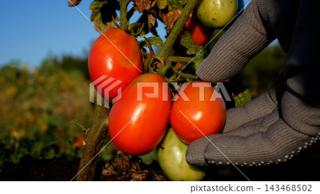 Farmer Checking and Picking a Ripe Tomato from an Organic Plant Farmer Checking and Picking a Ripe Tomato from an Organic Plant 143468502