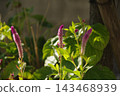 Keito的花 143468939