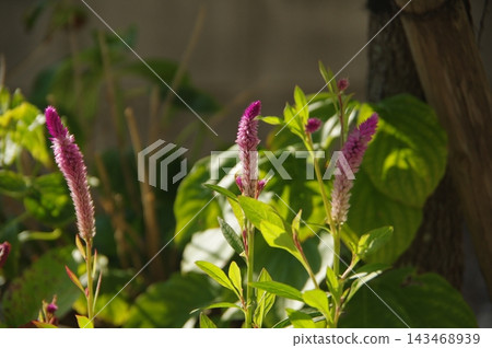 Keito的花 Keito的花 143468939