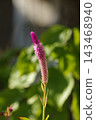 雞冠花花特寫 143468940