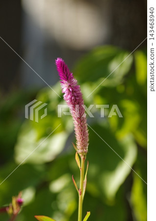 雞冠花花特寫 雞冠花花特寫 143468940