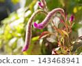 Keito的花 143468941