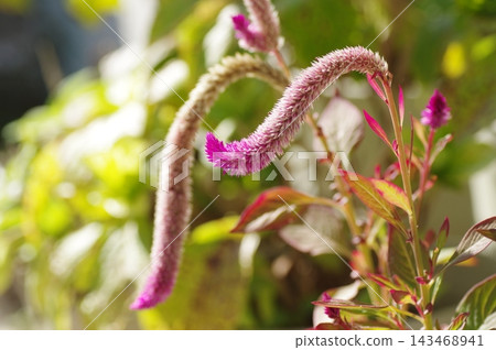 Keito的花 Keito的花 143468941