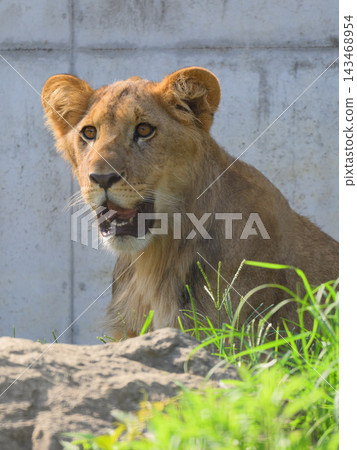 A lion cub whose mane has just begun to grow. A lion cub whose mane has just begun to grow. 143468954