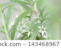 日本草藍灰蝶（灰蝶科） 143468967