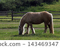 A majestic dapple grey Percheron draft horse grazing peacefully on fresh green grass inside a wooden paddock. Photographed on a sunny summer day at the Kudykina Gora safari park in the Lipetsk region  143469347