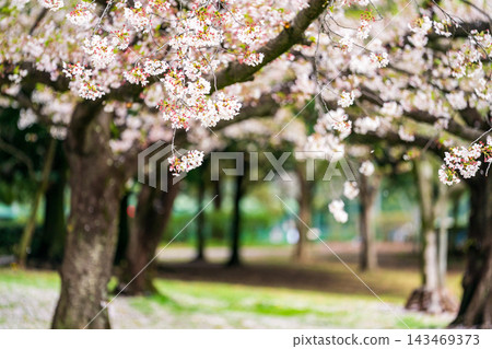 櫻花的風景 143469373