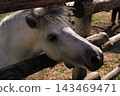 Beautiful white Percheron draft horses standing inside a wooden paddock on a sunny summer day. Captured at the Kudykina Gora safari park in the Lipetsk region of Russia, showcasing the elegant light c 143469471