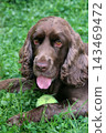 A detailed close-up portrait of a beautiful spaniel dog lying down or sitting in vibrant green summer grass, holding a yellow tennis ball in its mouth. Captured outdoors on a sunny day with soft backg 143469472