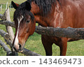 A tight close-up headshot of a beautiful bay Vladimir Heavy Draft horse with a thick mane, looking over a rustic wooden fence. Captured outdoors on a sunny summer day at a farm pasture or safari park  143469473