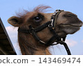 A detailed close-up side view profile portrait of a camel's head looking into the distance against a clear blue sky. Photographed from a low angle on a sunny summer day at the Kudykina Gora safari par 143469474