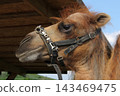 A detailed close-up side view profile portrait of a camel's head looking into the distance against a clear blue sky. Photographed from a low angle on a sunny summer day at the Kudykina Gora safari par 143469475