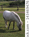 Beautiful white Percheron draft horses standing inside a wooden paddock on a sunny summer day. Captured at the Kudykina Gora safari park in the Lipetsk region of Russia, showcasing the elegant light c 143469476