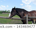 A tight close-up headshot of a beautiful bay Vladimir Heavy Draft horse with a thick mane, looking over a rustic wooden fence. Captured outdoors on a sunny summer day at a farm pasture or safari park  143469477