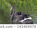 A graceful pair of black swans swimming side by side on the calm water surface of a lake. Captured on a sunny summer day at the Kudykina Gora safari park in the Lipetsk region of Russia. Beautiful aqu 143469478