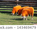 A small flock of domestic sheep, humorously dyed in a bright orange color, grazing and eating fresh green grass inside an outdoor wooden enclosure. Photographed on a sunny summer day at the Kudykina G 143469479