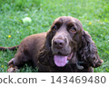 A detailed close-up portrait of a beautiful spaniel dog lying down or sitting in vibrant green summer grass, holding a yellow tennis ball in its mouth. Captured outdoors on a sunny day with soft backg 143469480
