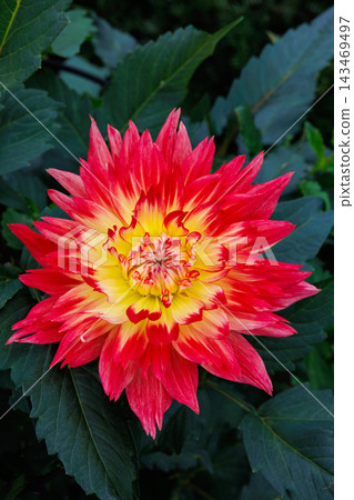 夏日花園裡盛開著美麗的黃紅色漸變大麗花。 夏日花園裡盛開著美麗的黃紅色漸變大麗花。 143469497