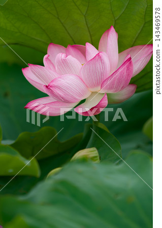 Beautiful pink lotus flowers blooming against a backdrop of large green lotus leaves. Beautiful pink lotus flowers blooming against a backdrop of large green lotus leaves. 143469578