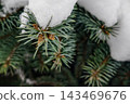 Pine branches are covered in snow with small new growth visible. The scene shows winter in a forest setting 143469676