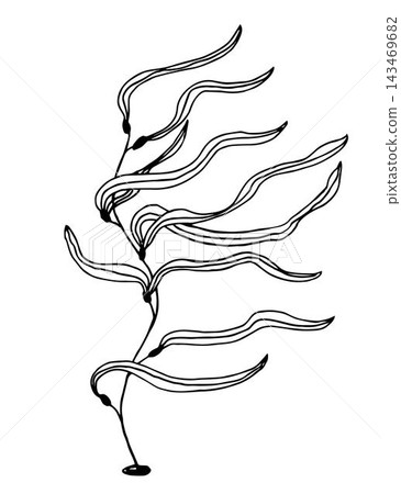 Hand-drawn vector drawing in black outline. Sea kelp isolated on white background. Plant, healthy foods, algae. Hand-drawn vector drawing in black outline. Sea kelp isolated on white background. Plant, healthy foods, algae. 143469682
